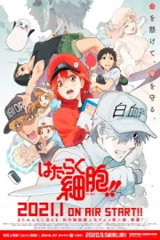 Hataraku Saibou!! 2